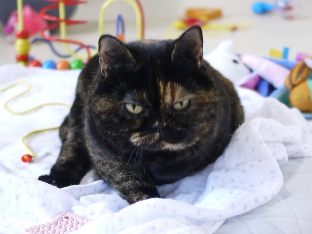 猫のお留守番 梅ちゃん編。_a0143140_19564279.jpg
