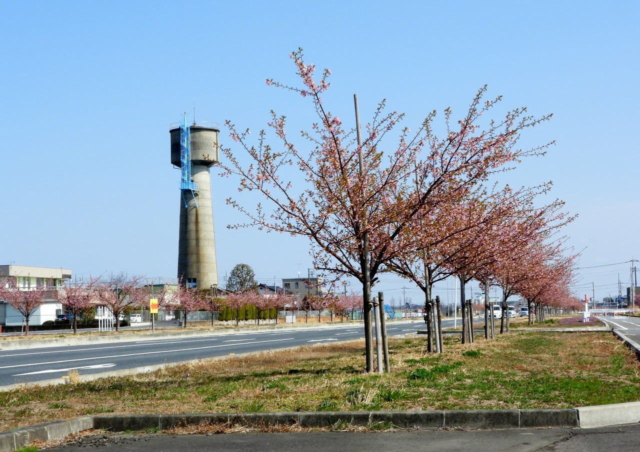 30年後が楽しみな桜並木_c0305565_17104579.jpg