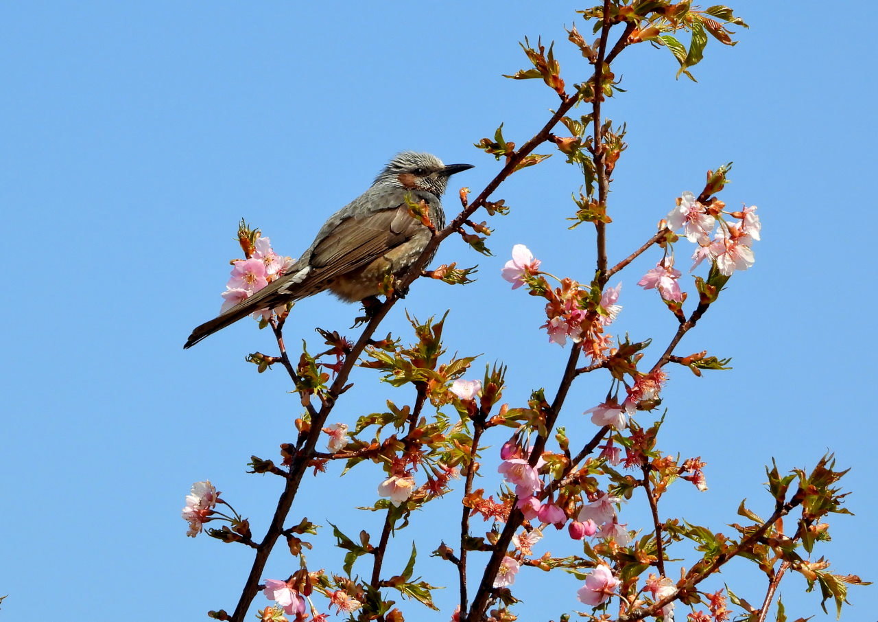 30年後が楽しみな桜並木_c0305565_17123843.jpg