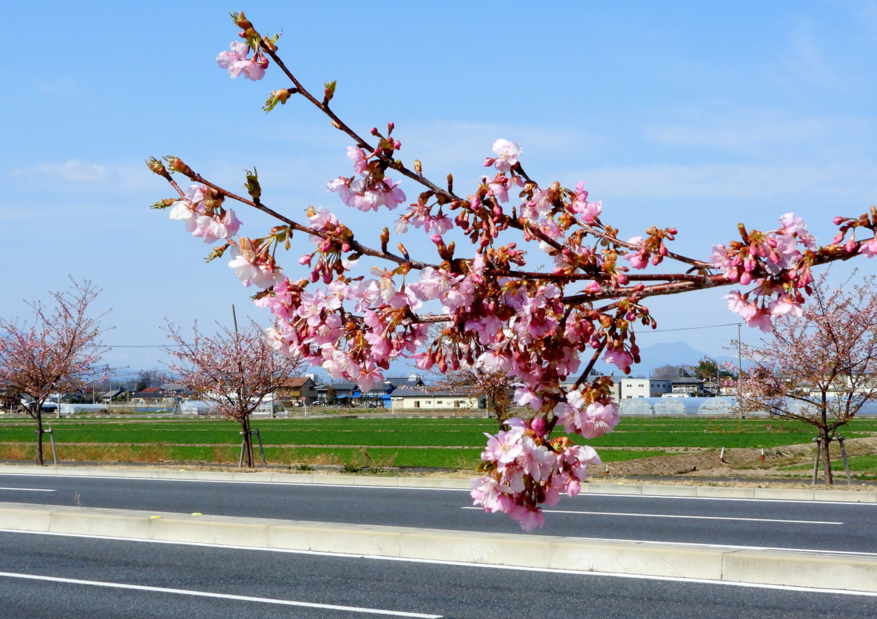 30年後が楽しみな桜並木_c0305565_17163334.jpg