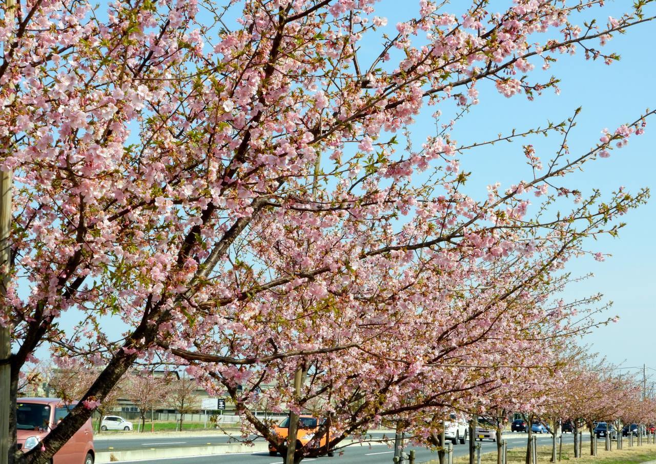 30年後が楽しみな桜並木_c0305565_17174010.jpg