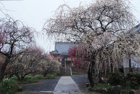 雨上がりの梅林の散策　　月ヶ瀬梅林　_c0303868_14423247.jpg