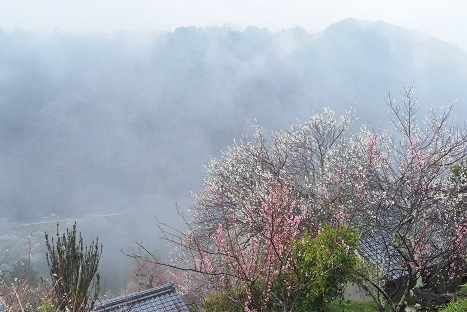 雨上がりの梅林の散策　　月ヶ瀬梅林　_c0303868_14453170.jpg