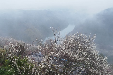 雨上がりの梅林の散策　　月ヶ瀬梅林　_c0303868_14463242.jpg