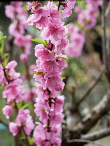 花盛りの熊野_f0054677_09103245.jpeg