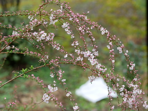 花盛りの熊野_f0054677_09103911.jpeg