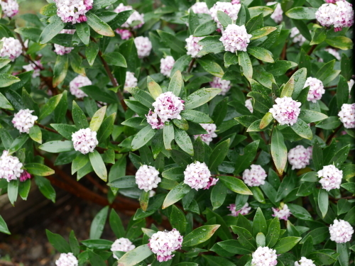 花盛りの熊野_f0054677_09104734.jpeg