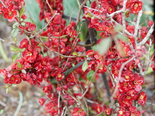 花盛りの熊野_f0054677_09105788.jpeg