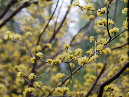 花盛りの熊野_f0054677_09110446.jpeg