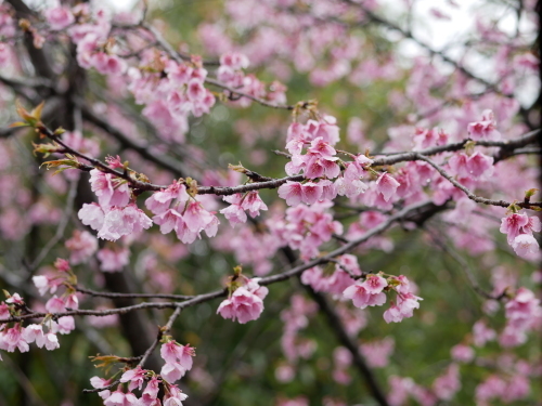 花盛りの熊野_f0054677_09111264.jpeg