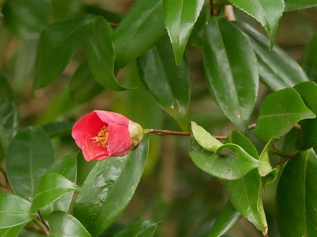 ツバキとサザンカ 花と葉っぱ ツバキとサザンカ 花と葉っぱ