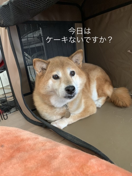 ポップコーンの匂い たんぽぽ観察日記 ポップコーンの匂い たんぽぽ観察日記