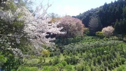 お花見ランチ会のお知らせ_c0280108_22500449.jpg