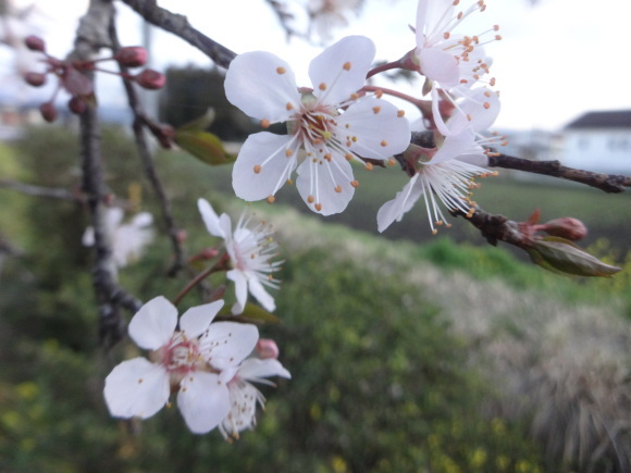 プラム ミツマタ だんご虫の花 プラム ミツマタ だんご虫の花