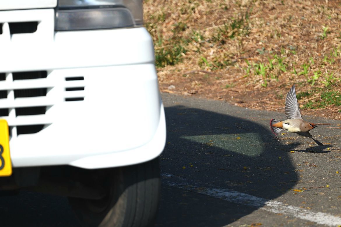 あわや‼ ヒレンジャクが車に轢かれそう!(;\'∀\') 車の通る道に出ちゃダメだよ!_a0031821_16323697.jpg