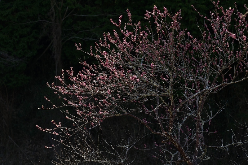 脇役　又兵衛桜_f0050534_19150831.jpg