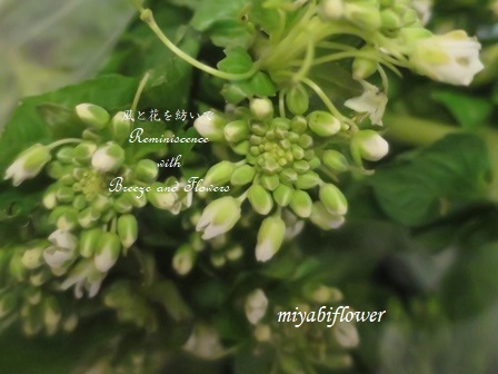 花わさび 茹でないレシピ そして春の黄色 風と花を紡いで