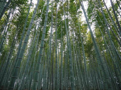 幻の白い「長生たけのこ」 秘密のたけのこ畑を現地取材 前編:白いたけのこはこの赤い土だから育つのです_a0254656_17395653.jpg