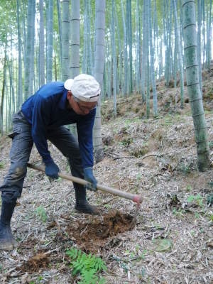 幻の白い「長生たけのこ」 秘密のたけのこ畑を現地取材 前編:白いたけのこはこの赤い土だから育つのです_a0254656_18200222.jpg