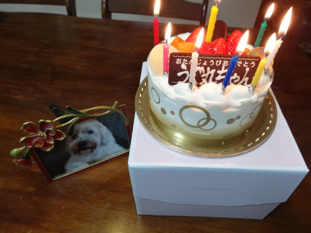 ウグ丸 １７歳の誕生日 おめでとう Go Go Ugumaru