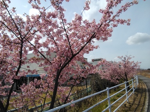土筆取りと河津桜が満開になりました_f0395164_22182114.jpg