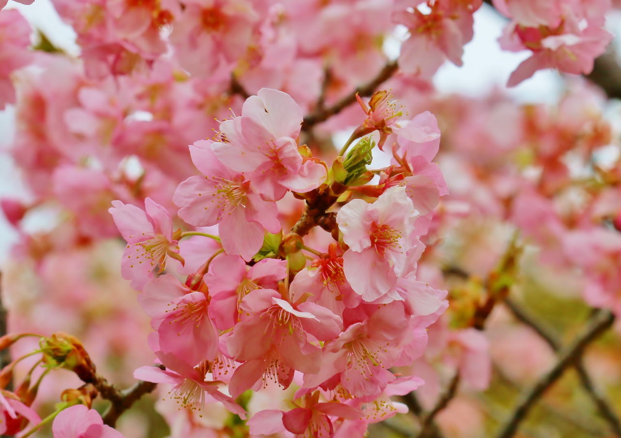 ミツバチの日にハチは撮れずに春の花_c0305565_16592030.jpg