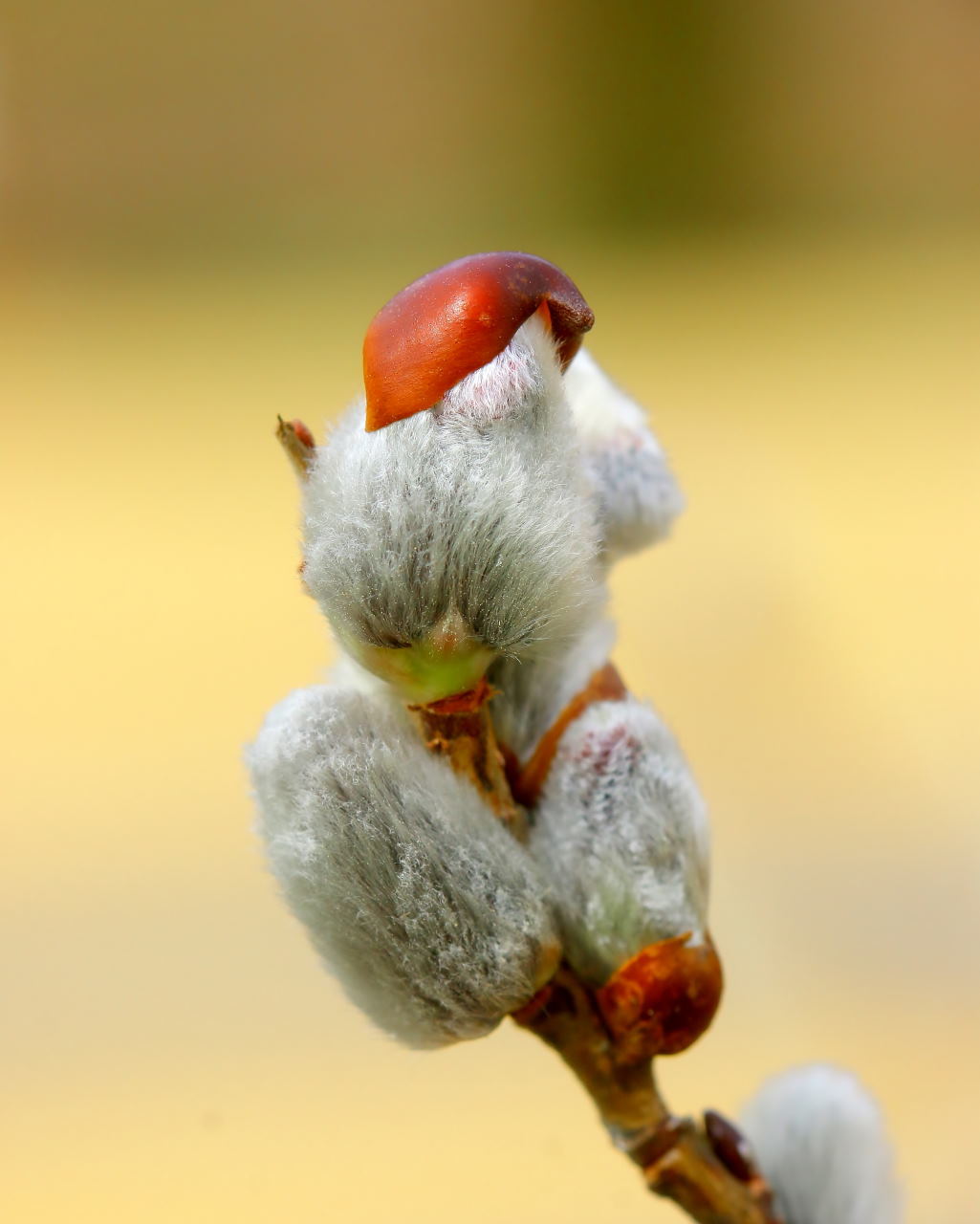 ミツバチの日にハチは撮れずに春の花_c0305565_16595280.jpg