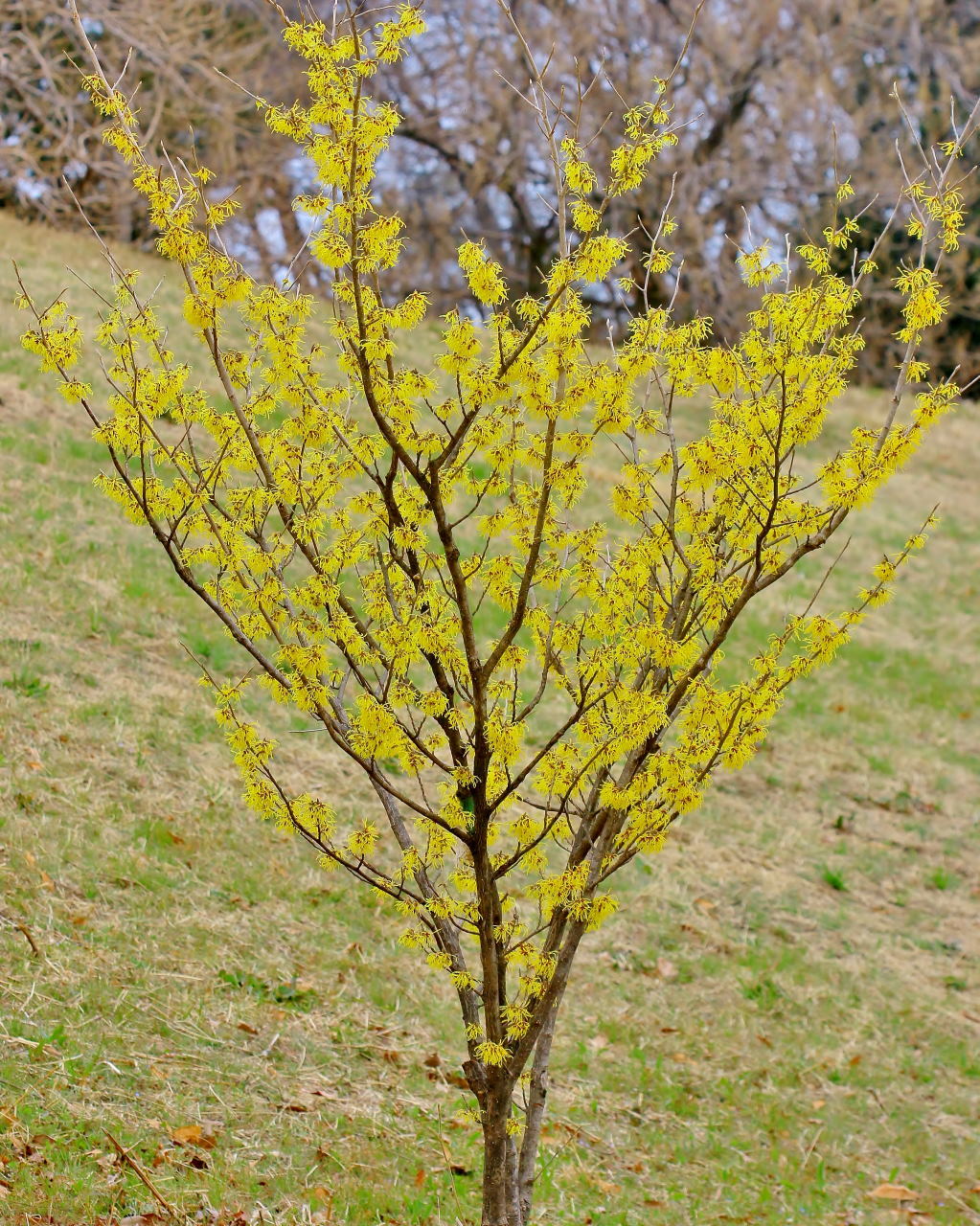 ミツバチの日にハチは撮れずに春の花_c0305565_17012586.jpg