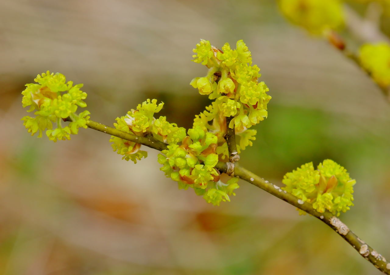 ミツバチの日にハチは撮れずに春の花_c0305565_17015778.jpg