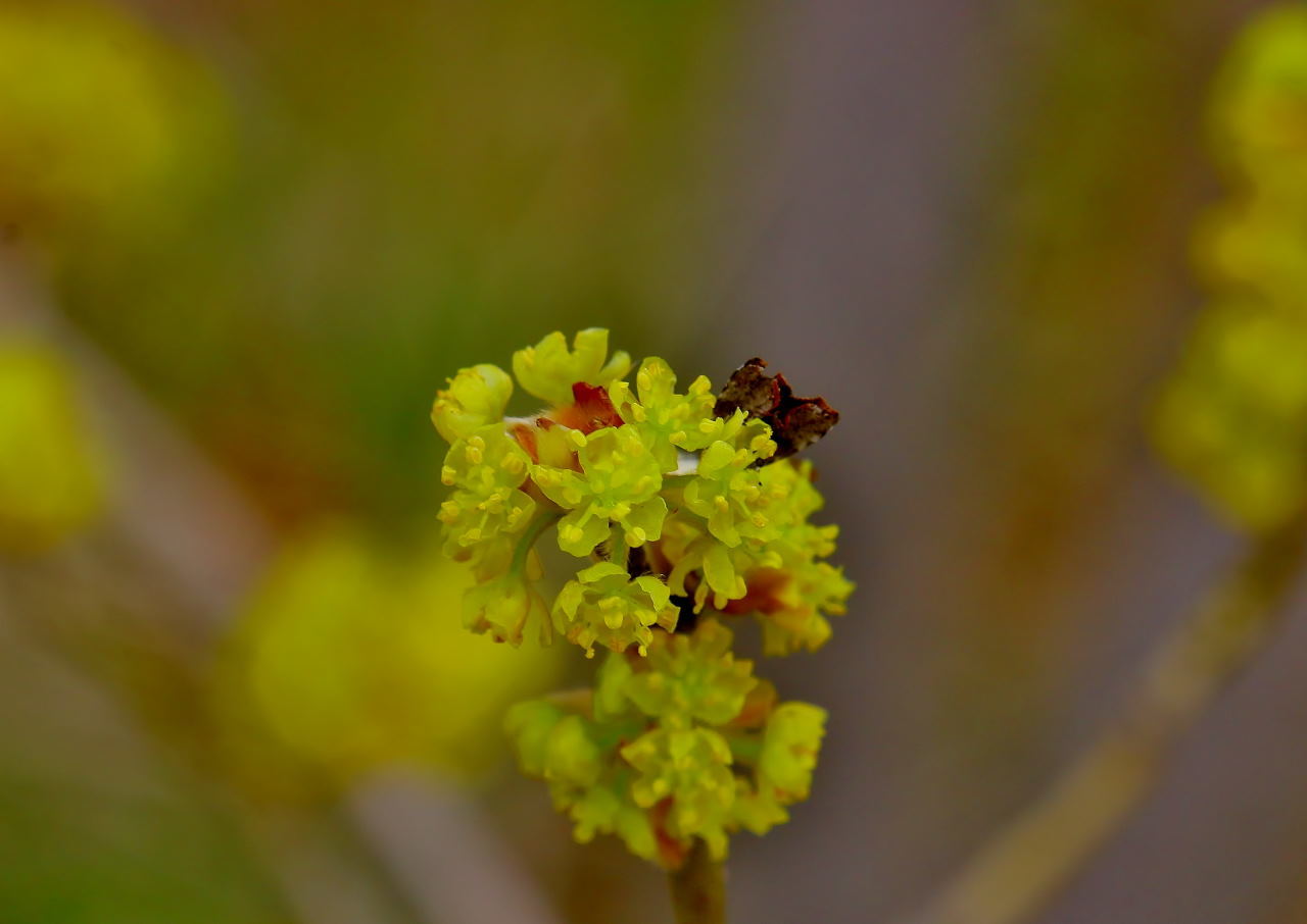 ミツバチの日にハチは撮れずに春の花_c0305565_17021211.jpg