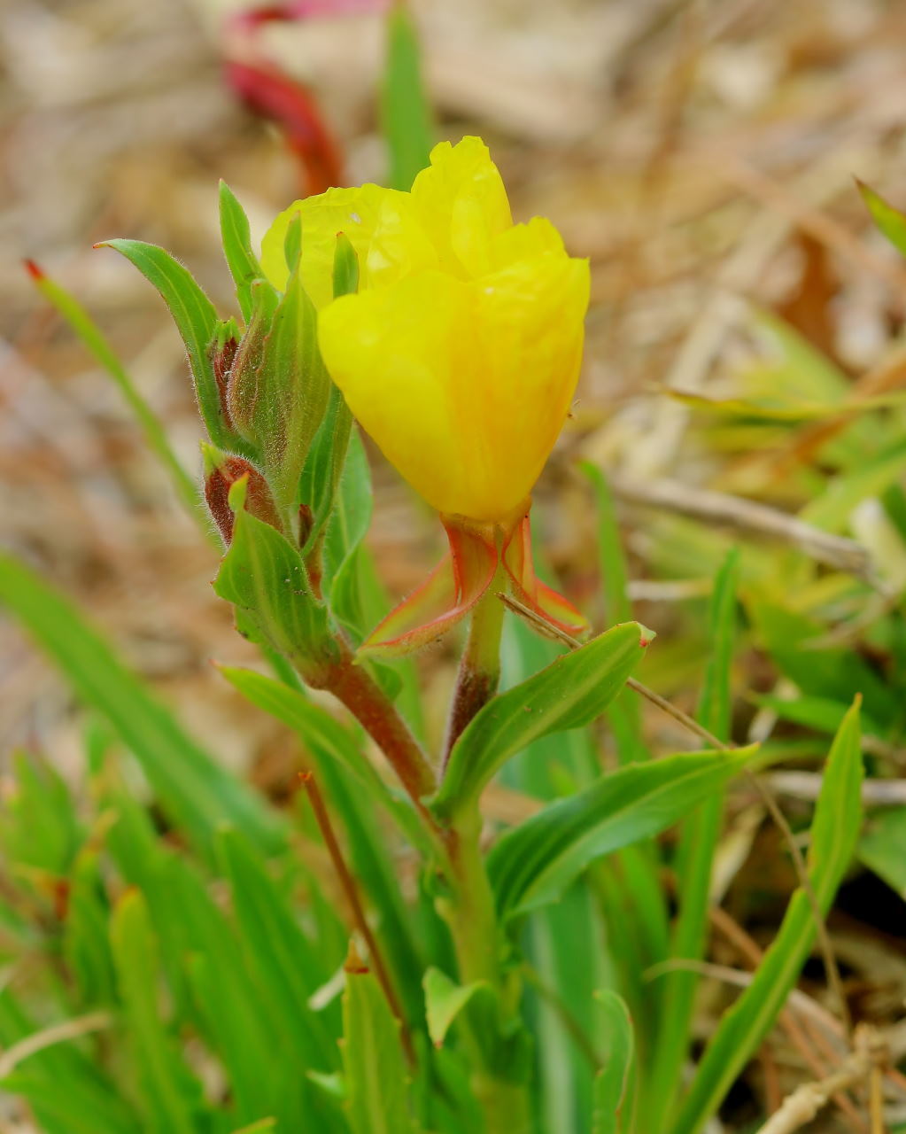 ミツバチの日にハチは撮れずに春の花_c0305565_17040100.jpg