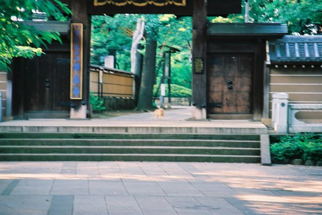 2000頃【写真日記】九品仏浄真寺（庭園化前とあと）【普通のお寺でした】_b0116271_15493870.jpg