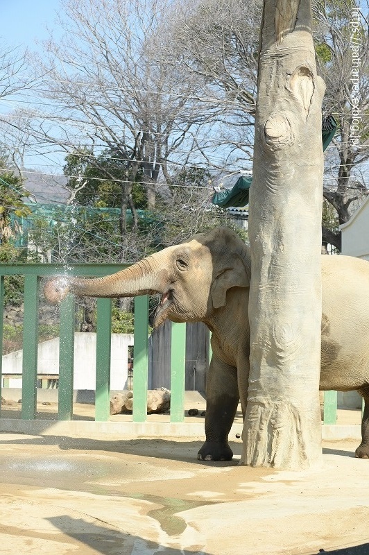 ２０２１年２月　王子動物園　その４　みゆきさんオヤツタイム_a0052986_07383437.jpg