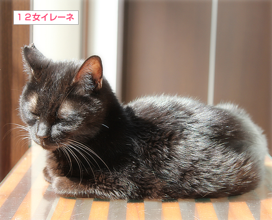 はじまるよ、キャットカフェ♪_a0389088_13454788.jpg