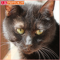 はじまるよ、キャットカフェ♪_a0389088_13454856.jpg
