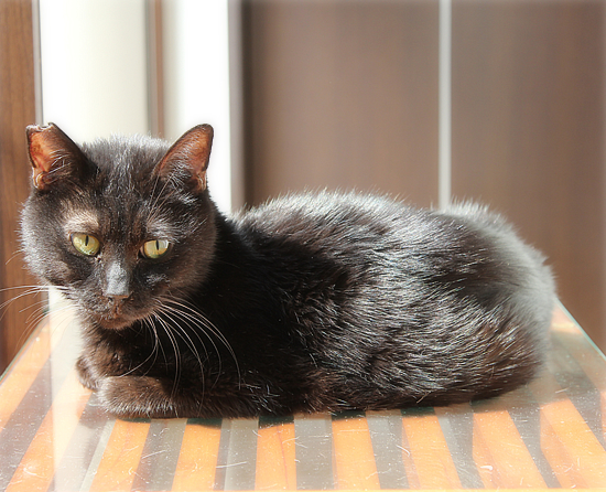 はじまるよ、キャットカフェ♪_a0389088_13454861.jpg