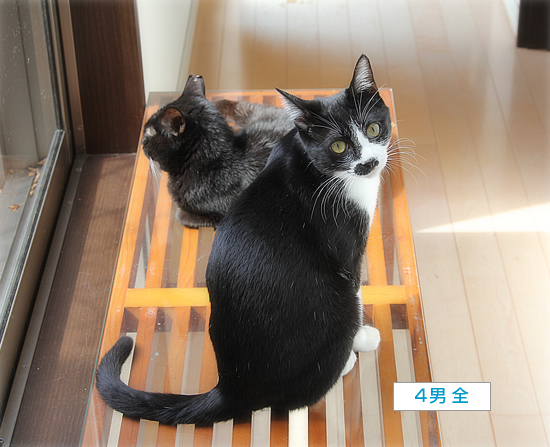 はじまるよ、キャットカフェ♪_a0389088_13454867.jpg