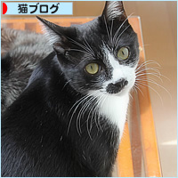 はじまるよ、キャットカフェ♪_a0389088_13454899.jpg