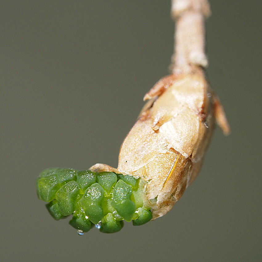 ラクウショウとメタセコイアの花をくらべる(2)_d0163696_17523245.jpg