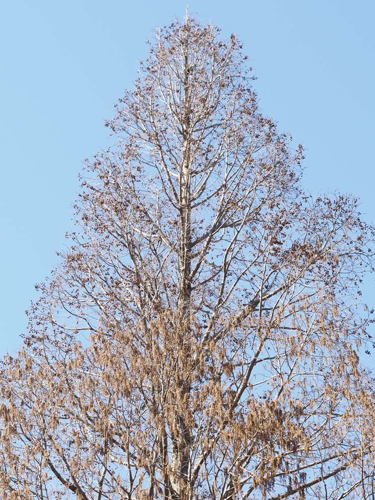 ラクウショウとメタセコイアの花をくらべる(2)_d0163696_17532634.jpg