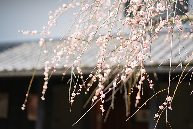 北鎌倉・東慶寺の梅_b0145398_19233756.jpg