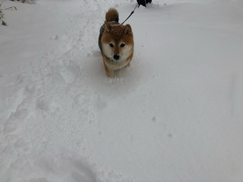 3月の大雪_e0348299_04252898.jpg