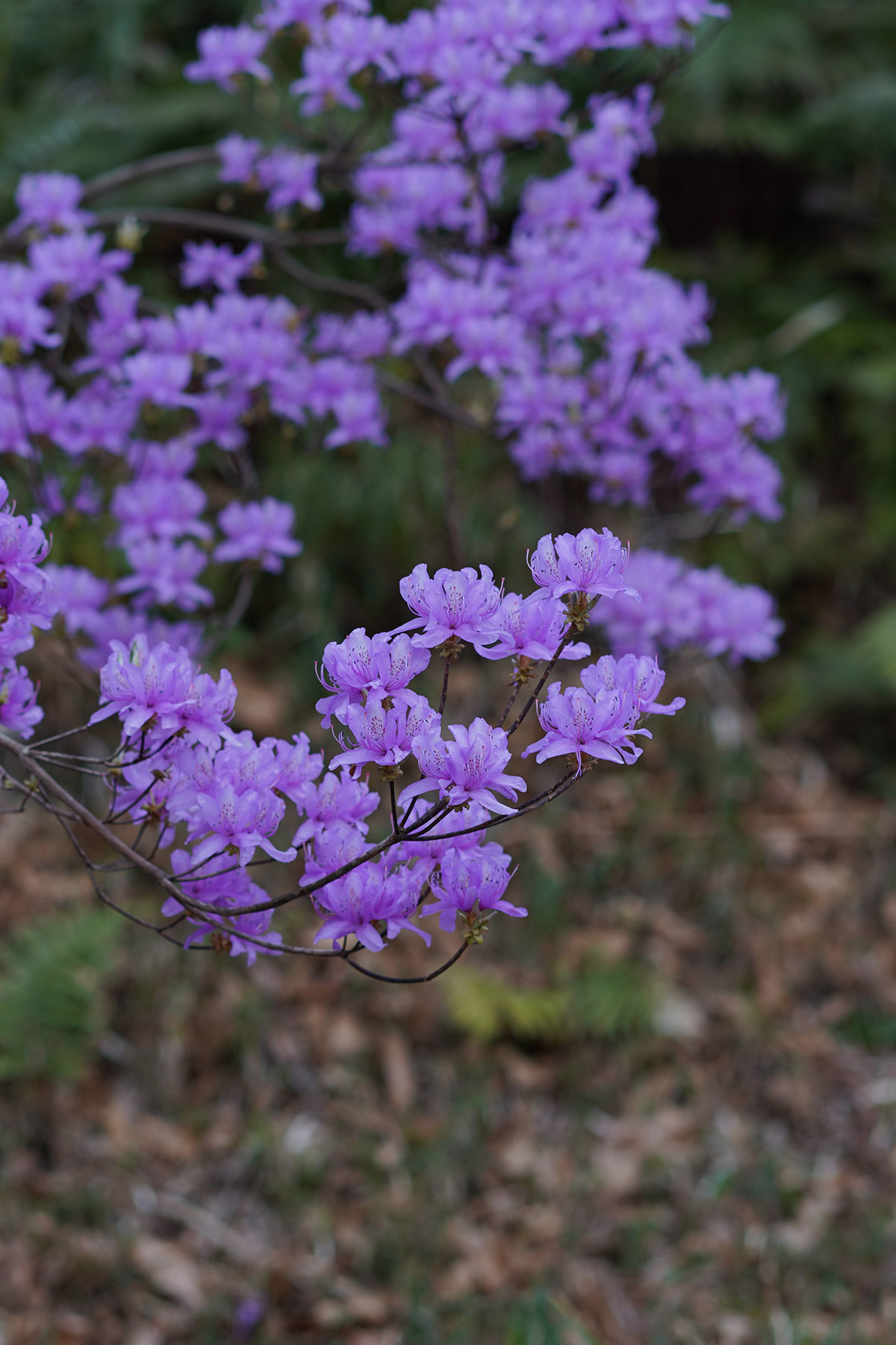 Web上のイラストをダウンロードして使う際 透過部分のあるpngファイルで 背景が真っ黒になったことありませんか の巻 If You Must Die Die Well みっちのブログ