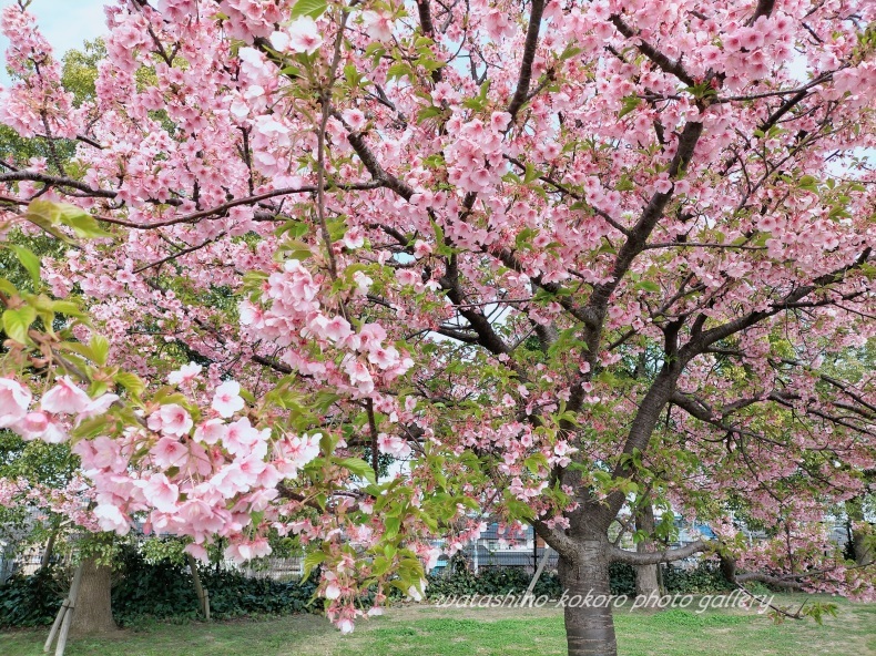 葉桜でもキレイな河津桜」 : 私の心の日記箱 Vol.0