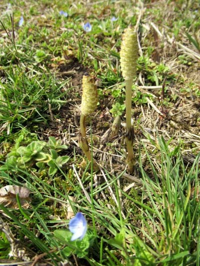 山菜や野草が色々 菜園_e0048413_17581465.jpg