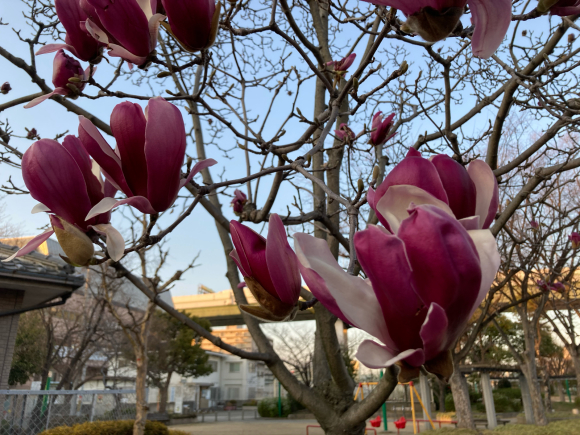 春の花_a0098418_08562685.jpg