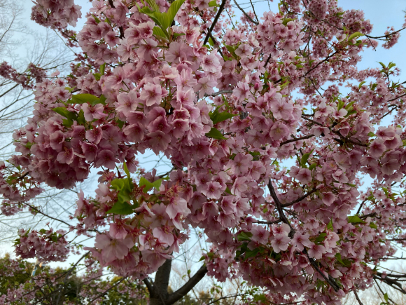 春の花_a0098418_08565195.jpg