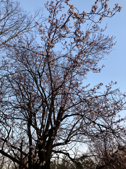 春の花_a0098418_08580142.jpg