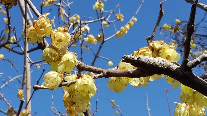 ■風景・愛川【「撮り遅れましたが　蝋梅/河津桜」「MAC春限定ドリンク　岩手県産白桃のフロート＾＾ 】_b0033423_22312185.jpg