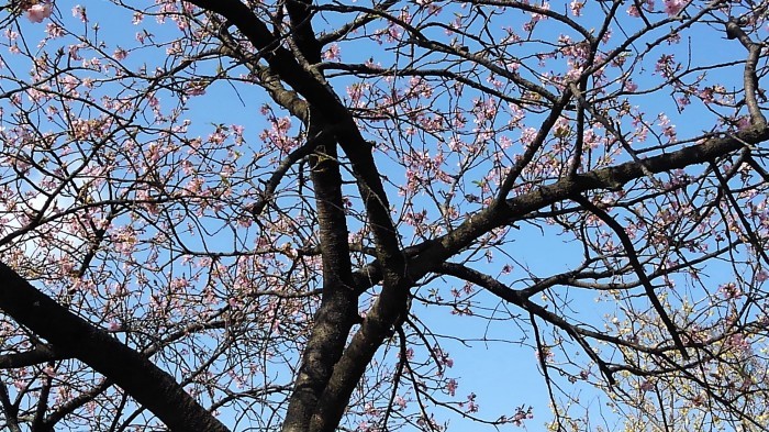 ■風景・愛川【「撮り遅れましたが　蝋梅/河津桜」「MAC春限定ドリンク　岩手県産白桃のフロート＾＾ 】_b0033423_22320720.jpg